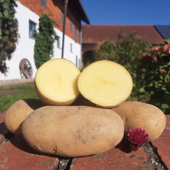 BIO-Kartoffeln "Goldmarie" 2 kg